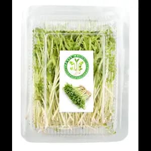 Organic Taiwan Morning Glory Sprouts - City Of Sprouts