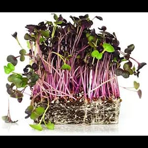 Organic Rambo Radish Sprouts - City Of Sprouts