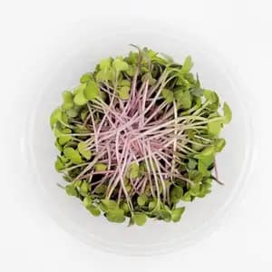 Organic Pink Radish Sprouts - City Of Sprouts
