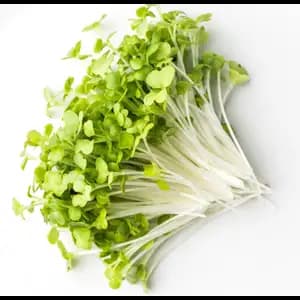 Organic Mustard Sprouts - City Of Sprouts