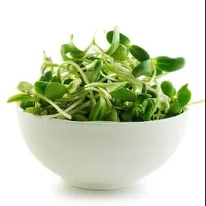 Organic Sunflower Sprouts - City Of Sprouts