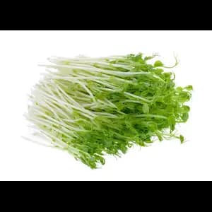 Organic Green Pea Sprouts - City Of Sprouts