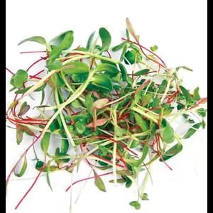 Organic Mixed Sprout - City Of Sprouts