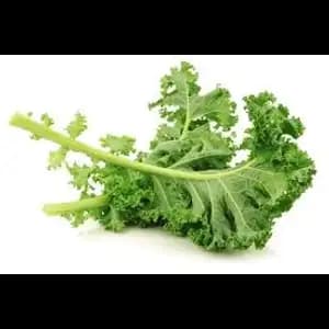 GAP Curly Lacinato Kale - City Of Sprouts