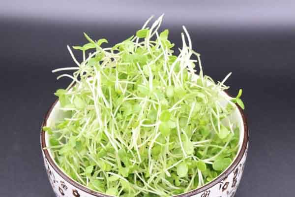 Black Sesame Sprouts - Organic