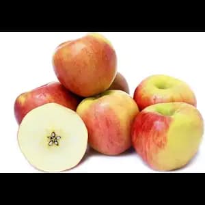 Apple Jazz - Rithy 1 Supply