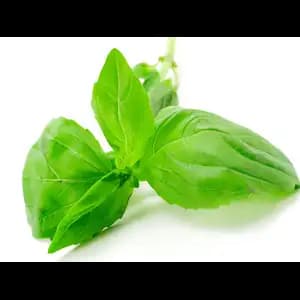 French Basil - Rithy 1 Supply