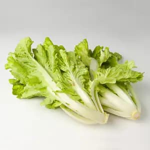 Curly Wrap Bok Choy - Khmer Organic