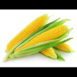 Yellow Corn - Khmer Organic