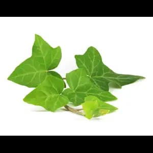 Ivy Leafs - Khmer Organic