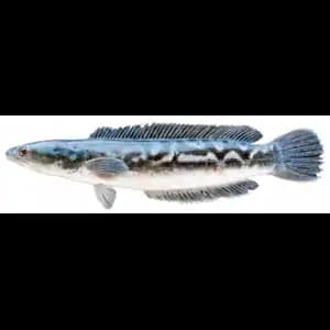 Snakehead Fish (Dieb Fish) - Rithy 1 Supply