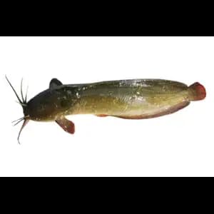 Orn Deang Fish - Rithy 1 Supply