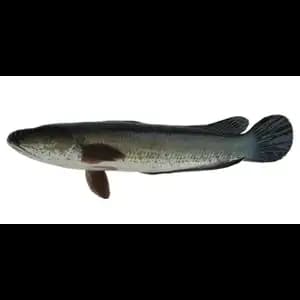 Ptouk Fish - Rithy 1 Supply
