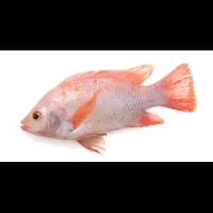 Red Tilapia - Rithy 1 Supply