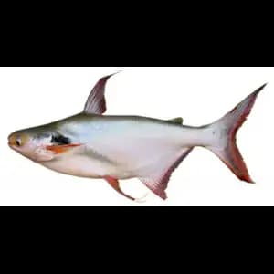 Po Fish - Rithy 1 Supply