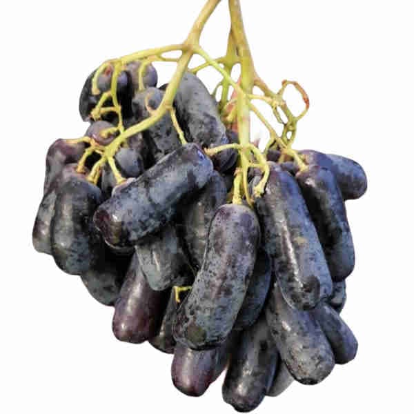 Black Grape Long