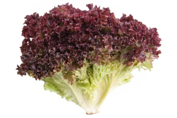Lollo Rosso Salad