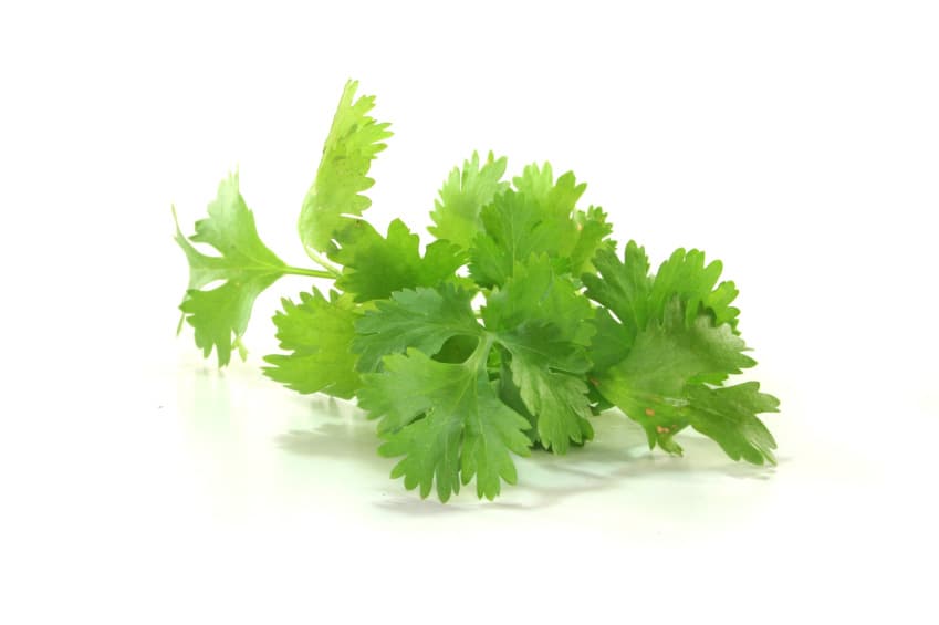 Coriander