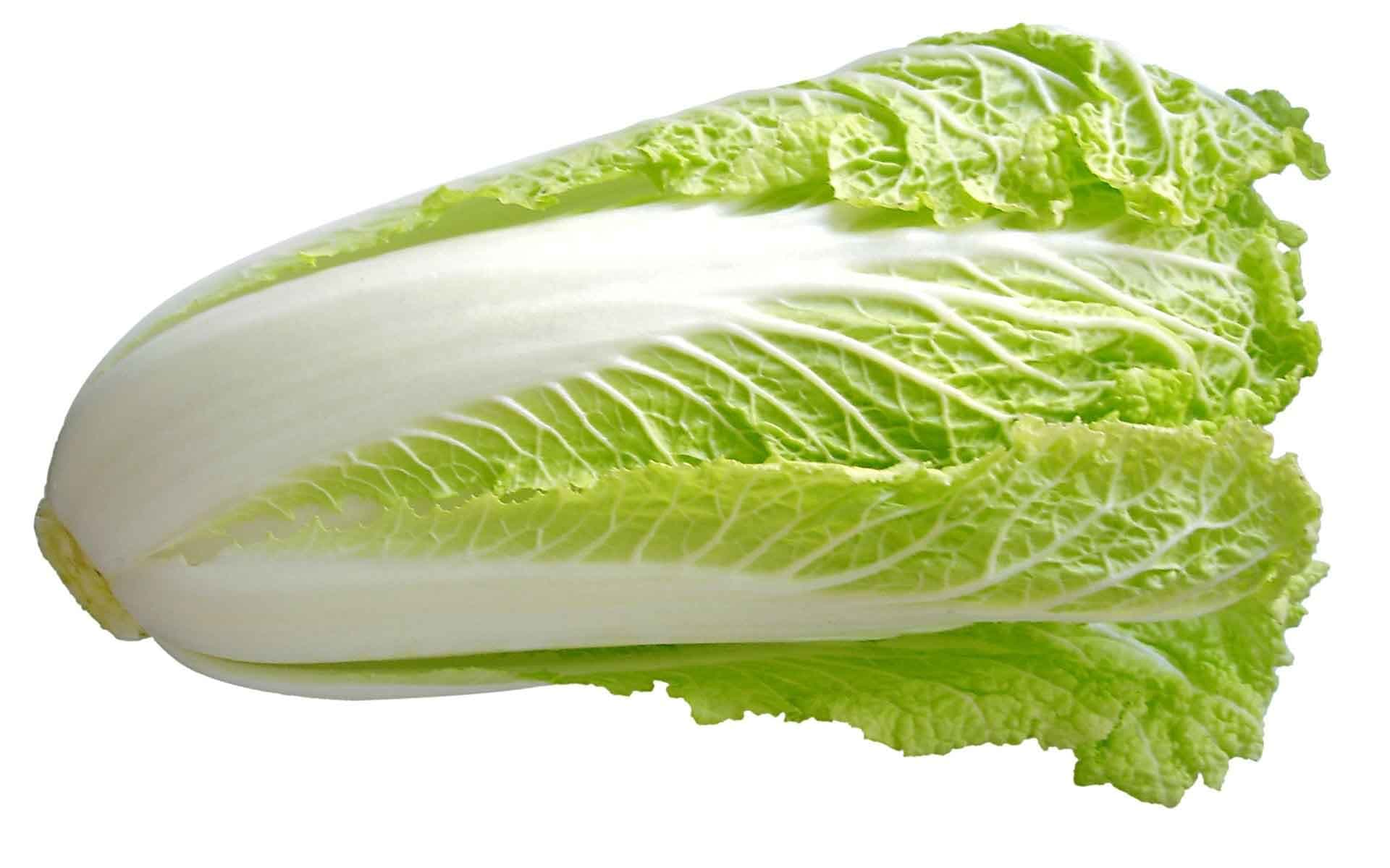 Chinese Cabbage (Nappa)