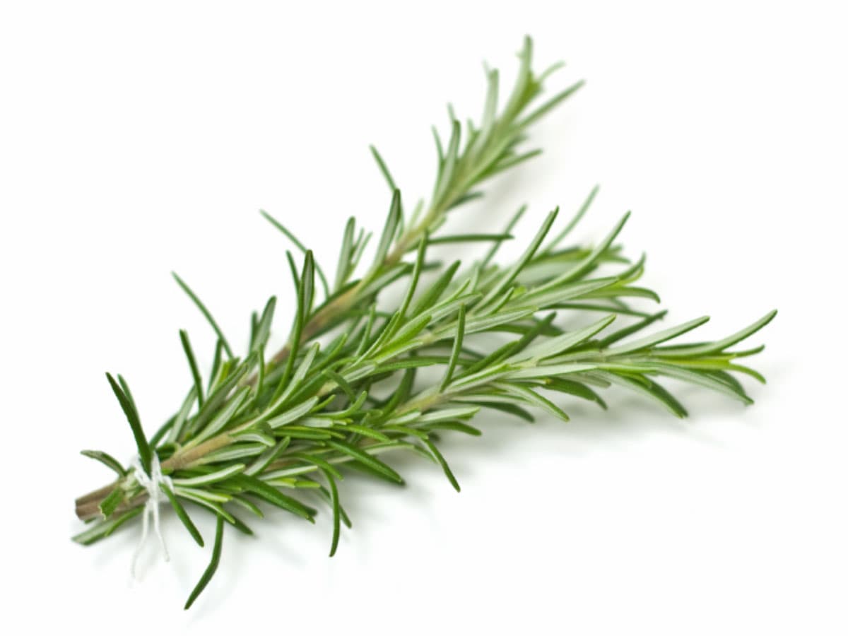 Fresh Rosemary
