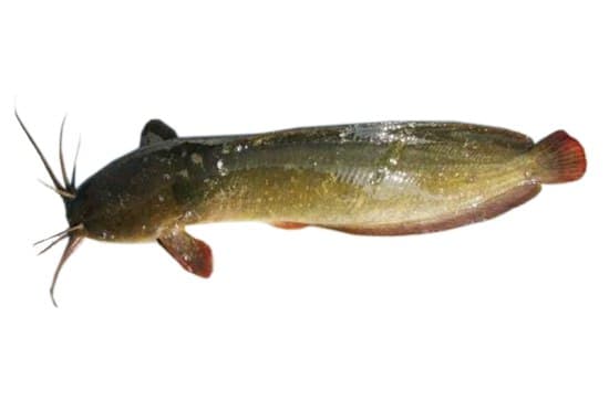 Orn Deang Fish