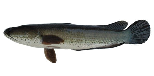 Ptouk Fish