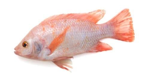 ត្រីឡាបយ៉ាក្រហម