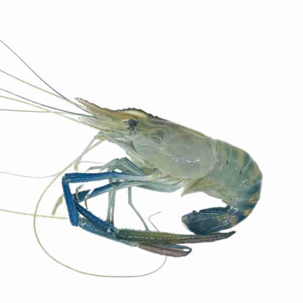 Lobster River