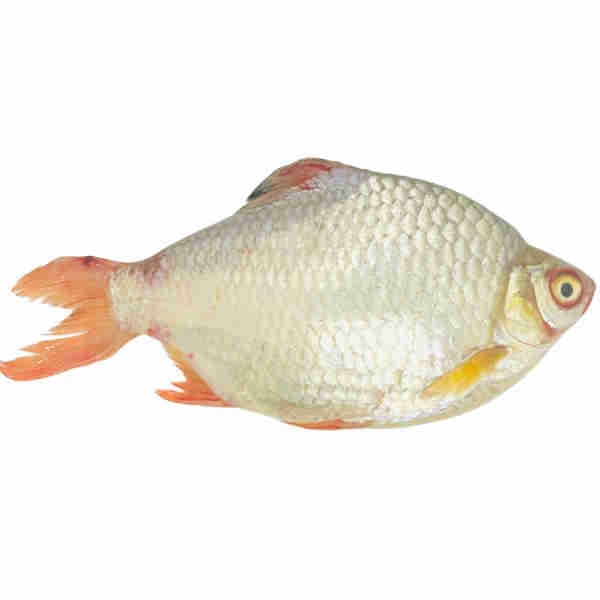 Red Fin Fish