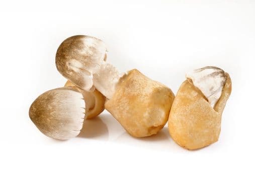 Rice Straw Mushroom