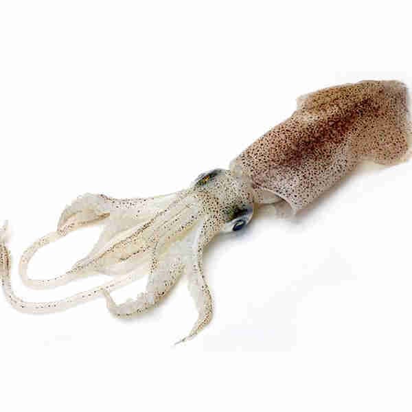 Squid Big