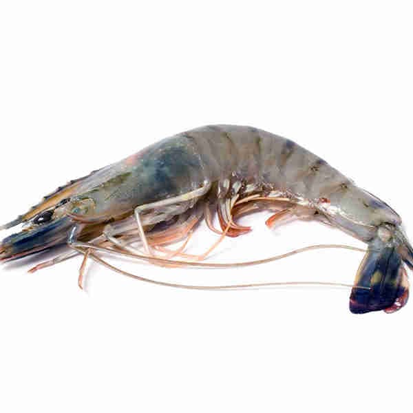 Shrimp Size S