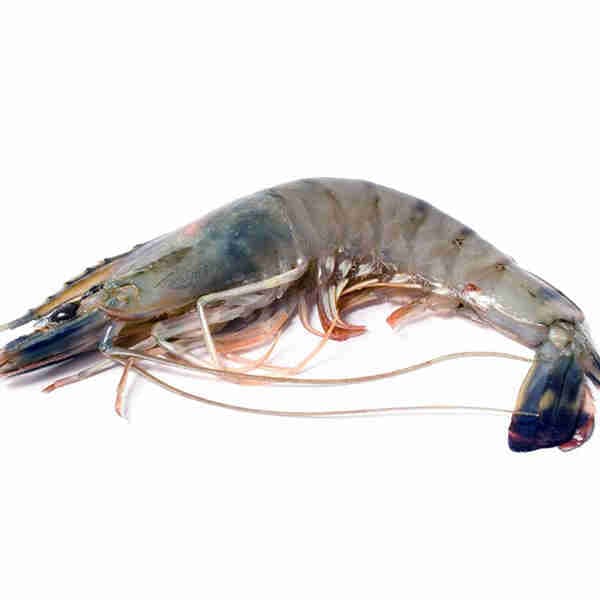 Shrimp Size L