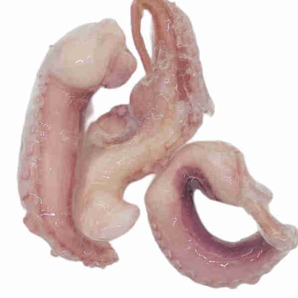 Frozen Squid Hand
