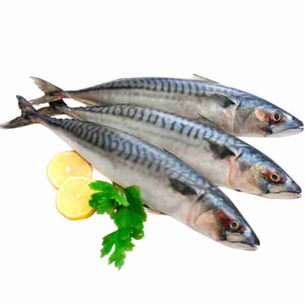 Mackerel Fish