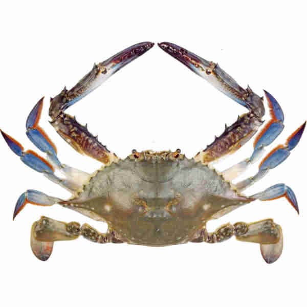 Blue Crab