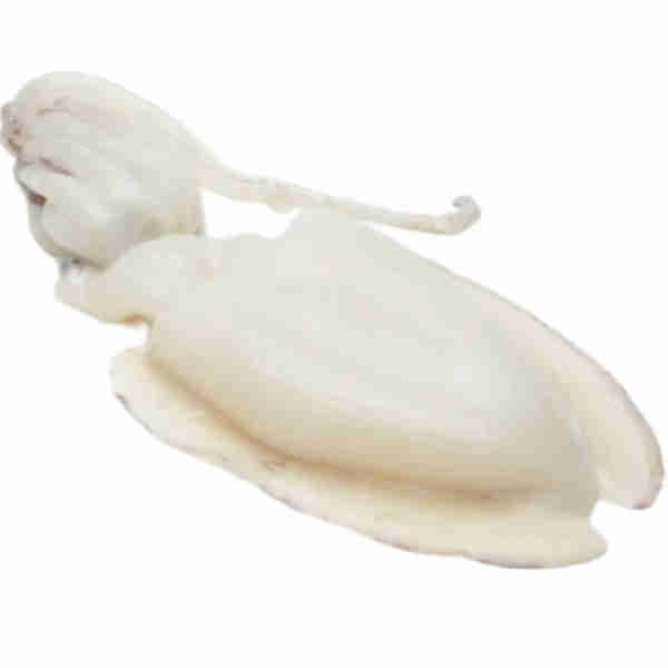 Sepia Squid