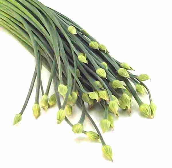 Chive Flower