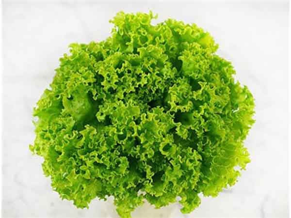 Lettuce Lollo