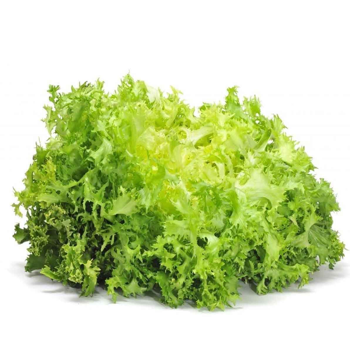 Frisee Lettuce