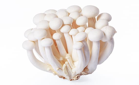 White Shimeji Mushroom