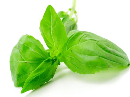 French Basil