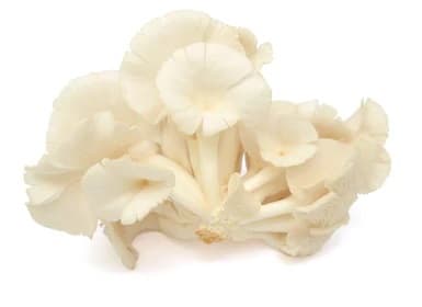 Mushroom White Oyster
