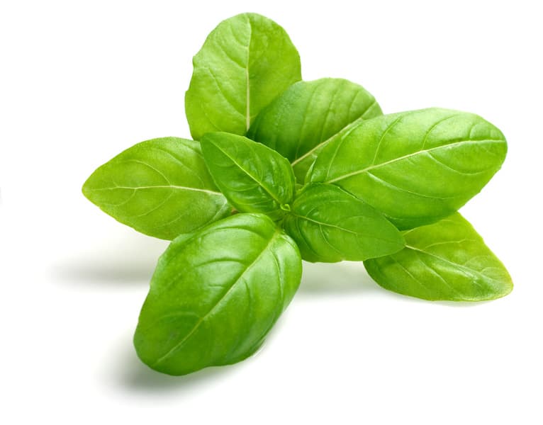 Green Basil