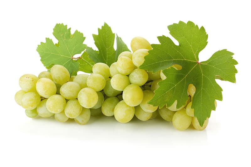 Green Grape Big Japan