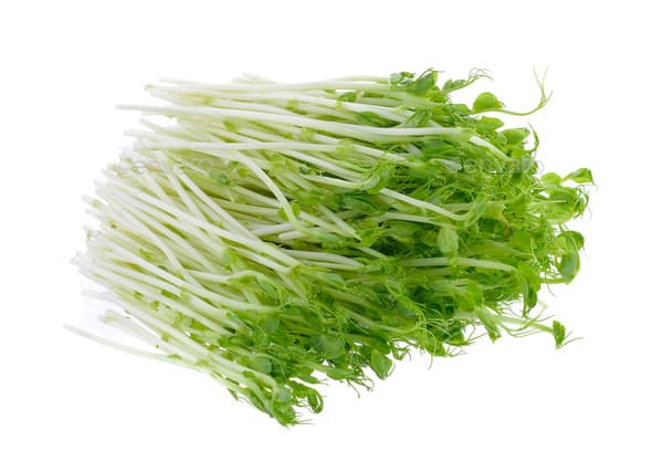 Organic Green Pea Sprouts
