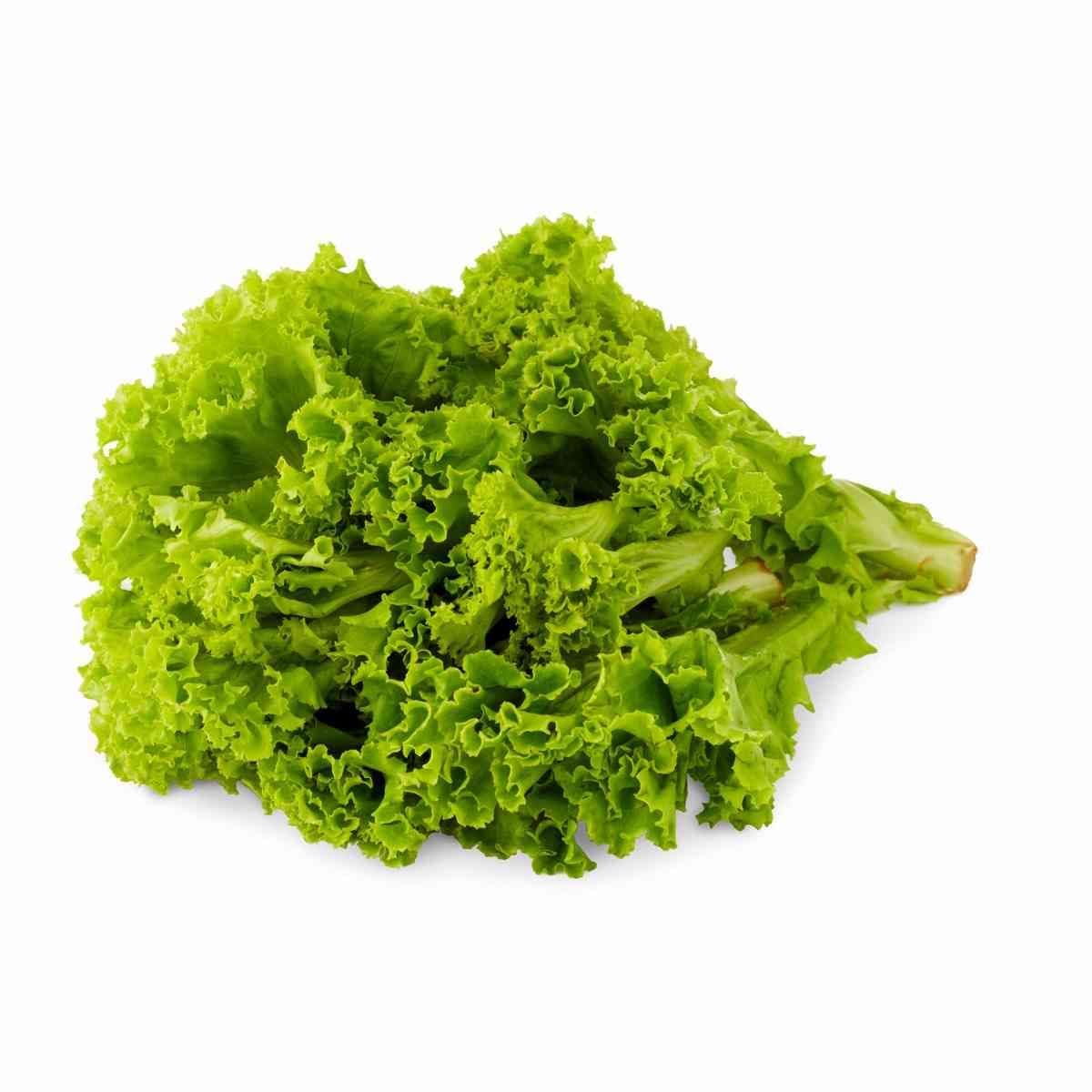 Khmer Lettuce