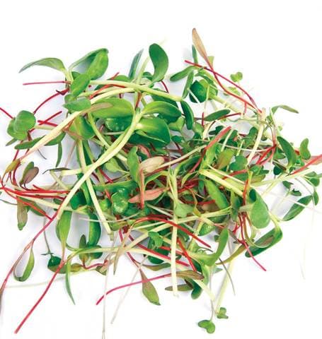 Organic Mixed Sprout