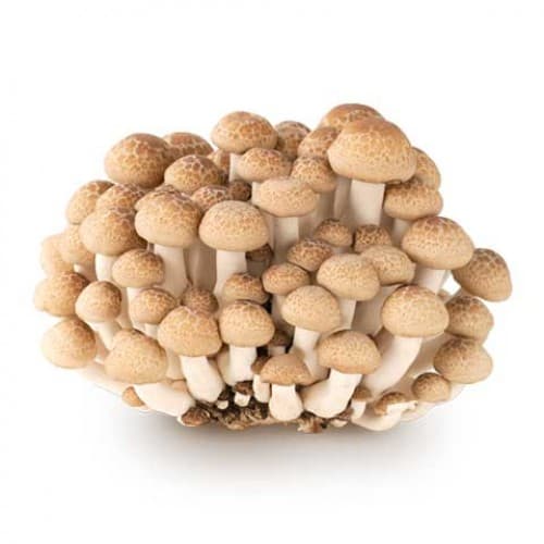 Mushroom Crab Black