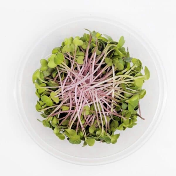 Organic Pink Radish Sprouts